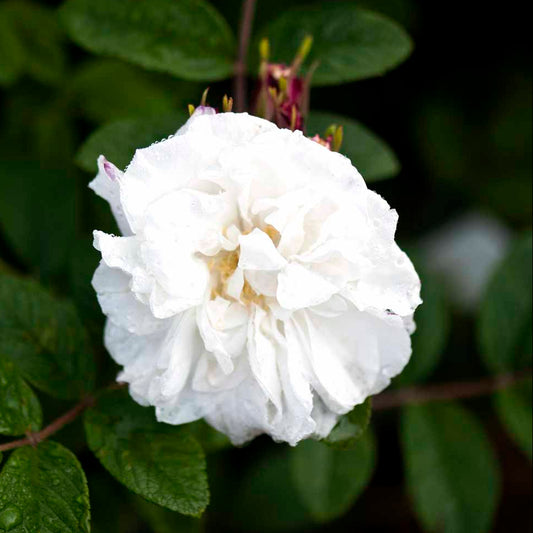 Bilde av Rose'Thérése Bugnet' (R.rugosa)-Spanne Plantesalg