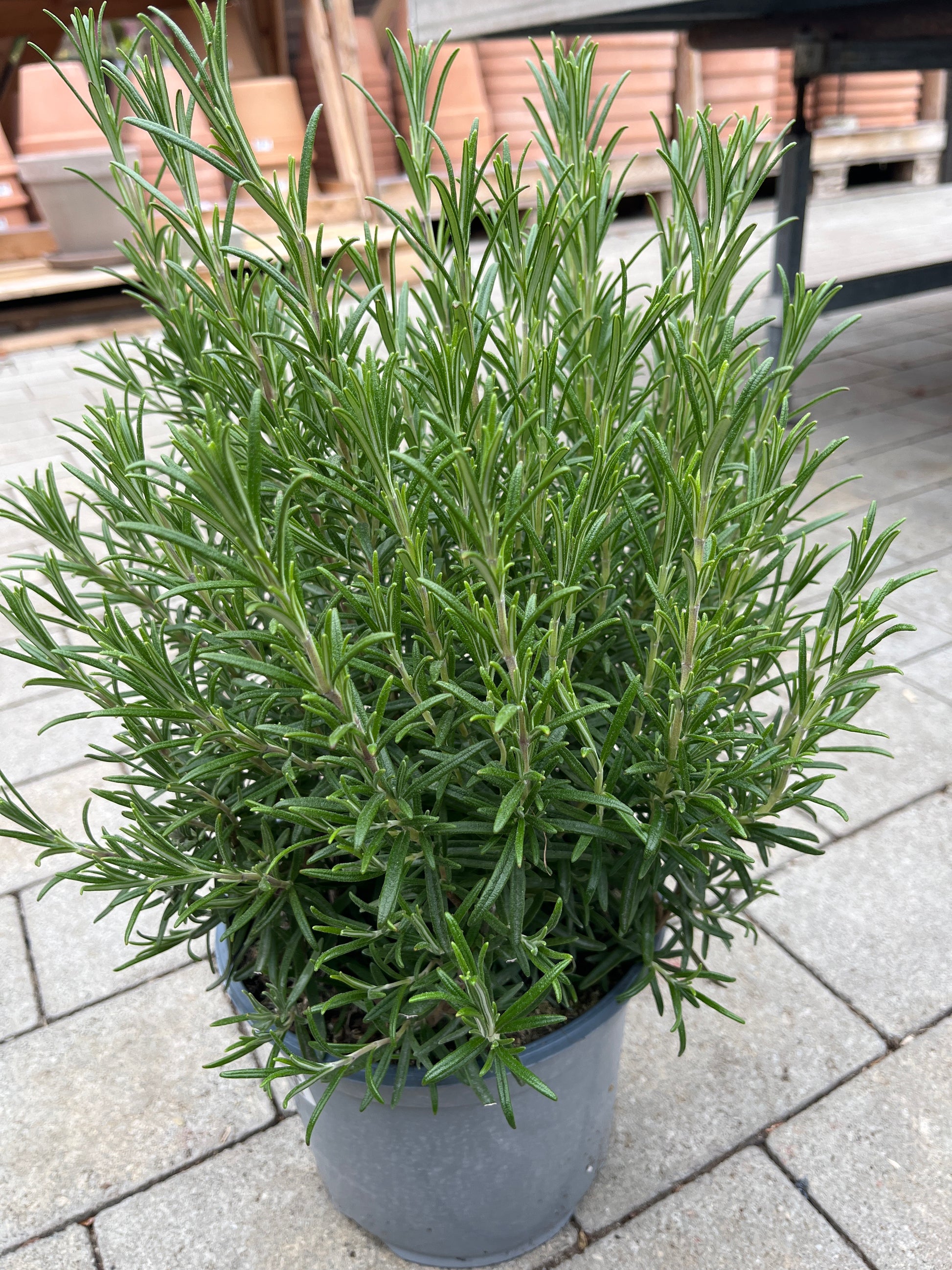 Bilde av ROSMARIN BUSK-Spanne Plantesalg