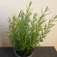 Bilde av Rosmarinus officinalis-Spanne Plantesalg