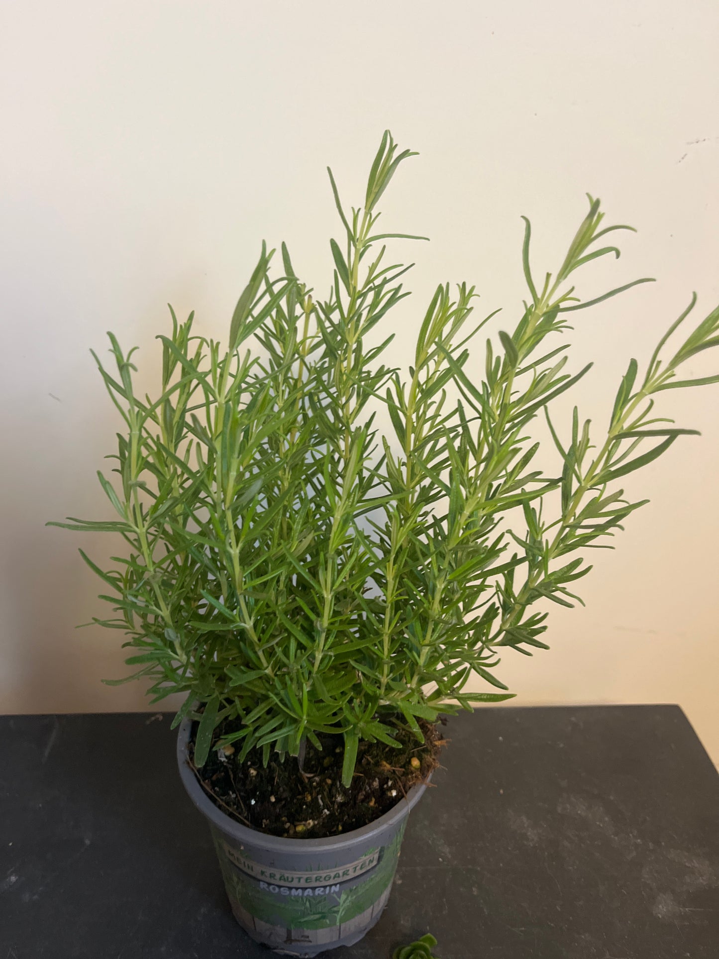 Bilde av Rosmarinus officinalis-Spanne Plantesalg