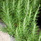 Bilde av Rosmarin-Spanne Plantesalg