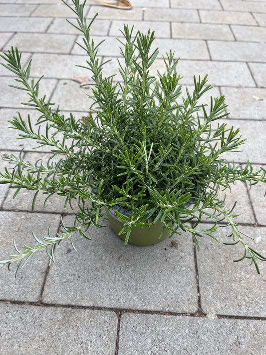 Bilde av Rosmarinus Prostratus 14 cm-Spanne Plantesalg