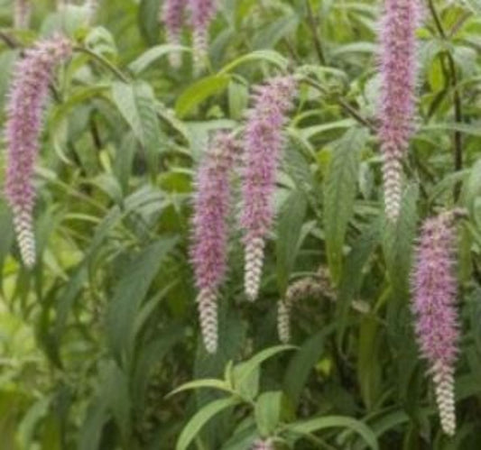 Bilde av Rostrinucula dependens-Spanne Plantesalg