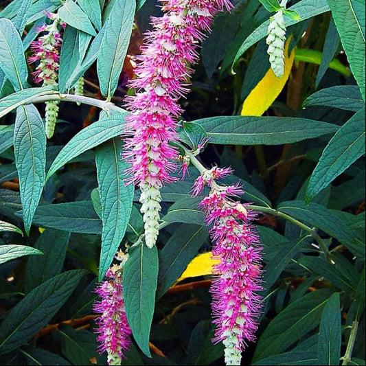 Bilde av Rostrinucula dependens-Spanne Plantesalg