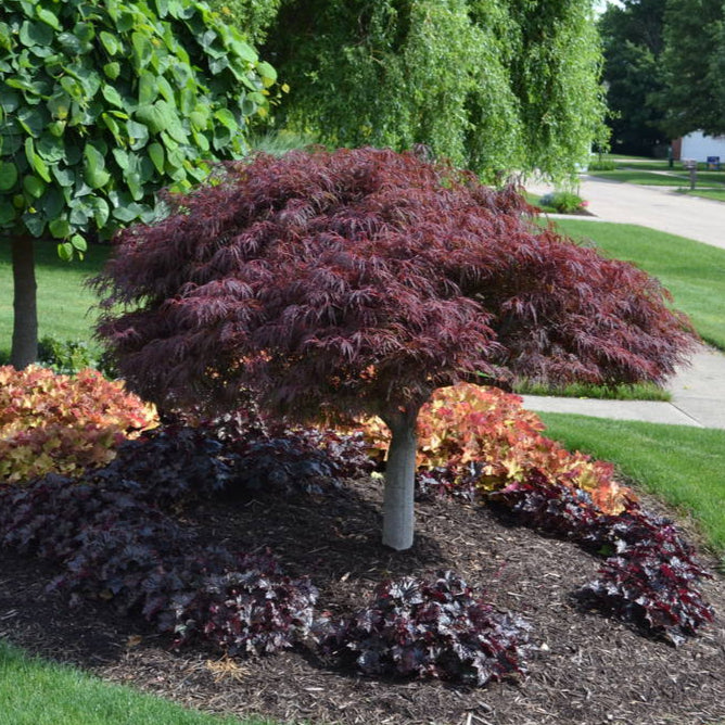 Bilde av Acer pal. 'Crimson Queen'-Spanne Plantesalg