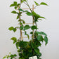 Bilde av Rubus frut. 'Loch Ness’-Spanne Plantesalg