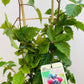 Bilde av Rubus frut. 'Loch Ness’-Spanne Plantesalg