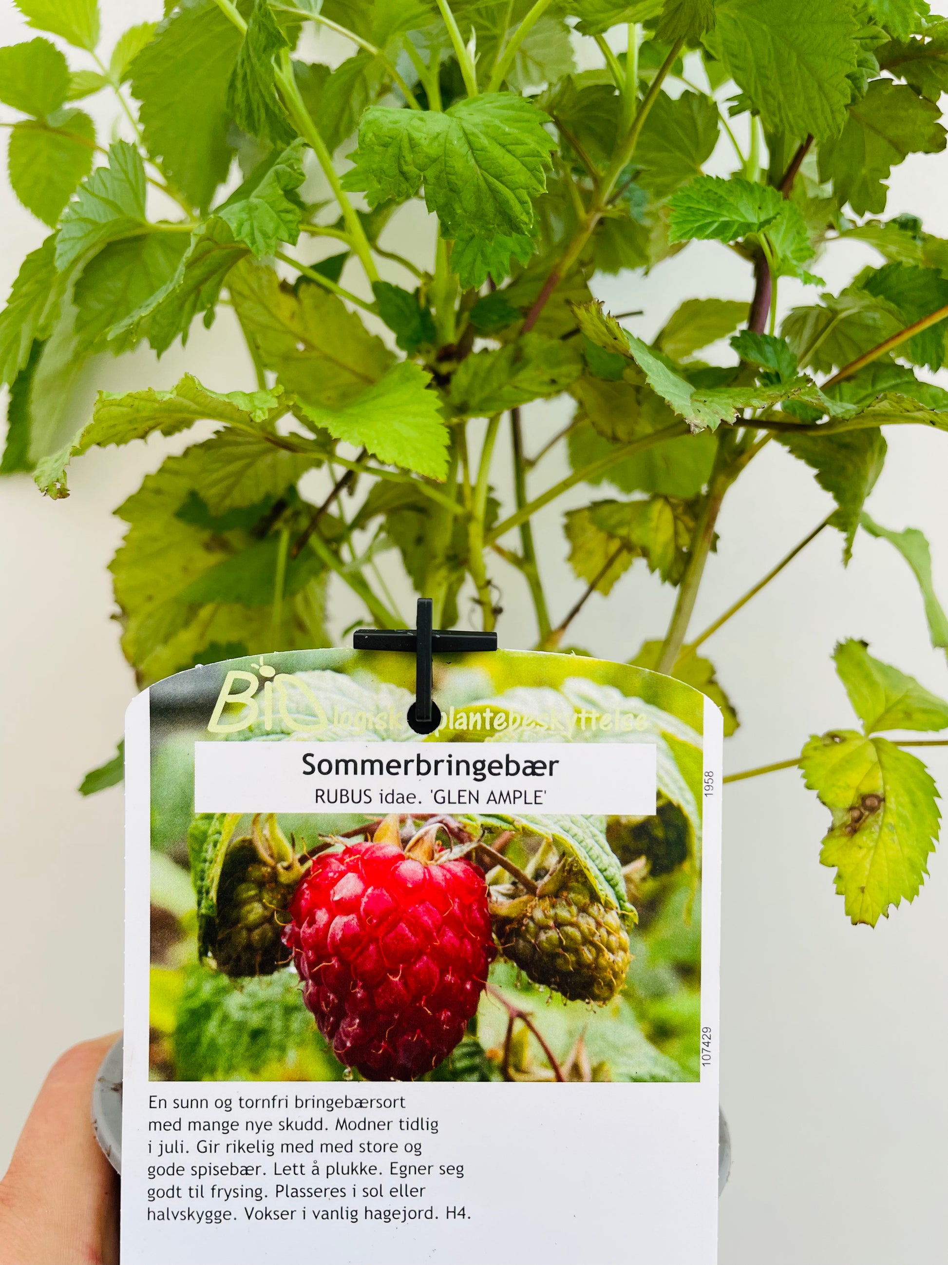 Bilde av Rubus idaeus 'Glen Ample'-Spanne Plantesalg