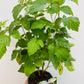 Bilde av Rubus idaeus 'Glen Ample'-Spanne Plantesalg