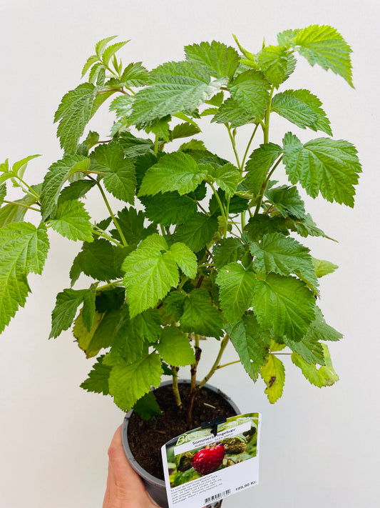 Bilde av Rubus idaeus 'Glen Ample'-Spanne Plantesalg