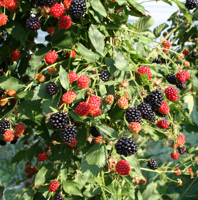 Bilde av Bjørnebær 'Navaho® Summerlong'®-Spanne Plantesalg