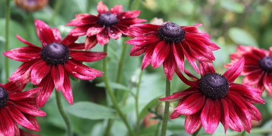 Bilde av Rudbeckia hirta 'Cherry Brandy'-Spanne Plantesalg