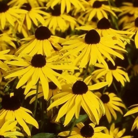 Bilde av Rudbeckia f. 'Little Goldstar'-Spanne Plantesalg