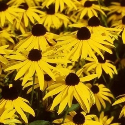 Bilde av Rudbeckia f. 'Little Goldstar'-Spanne Plantesalg