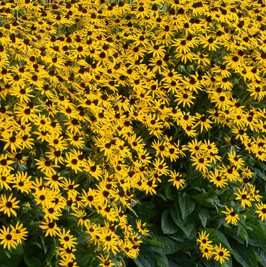 Bilde av Rudbeckia f. 'Little Goldstar'-Spanne Plantesalg