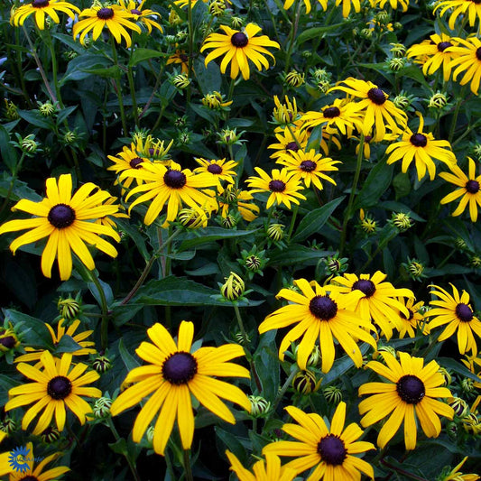 Bilde av Rudbeckia fulgida 'Goldsturm'-Spanne Plantesalg