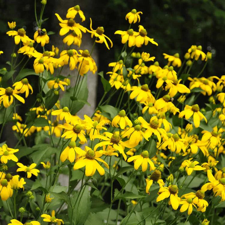 Bilde av Rudbeckia laciniata 'Herbstsonne'-Spanne Plantesalg