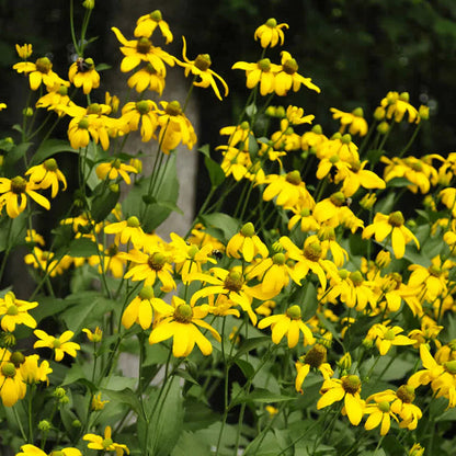 Bilde av Rudbeckia laciniata 'Herbstsonne'-Spanne Plantesalg
