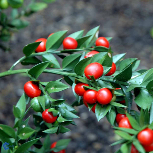 Bilde av Ruscus aculeatus-Spanne Plantesalg