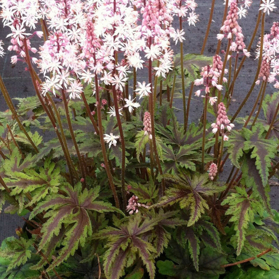 Bilde av Tiarella 'Angel Wings'-Spanne Plantesalg