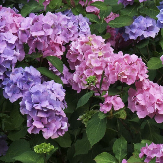 Bilde av Hydrangea m. 'Bouquet Rose'-Spanne Plantesalg