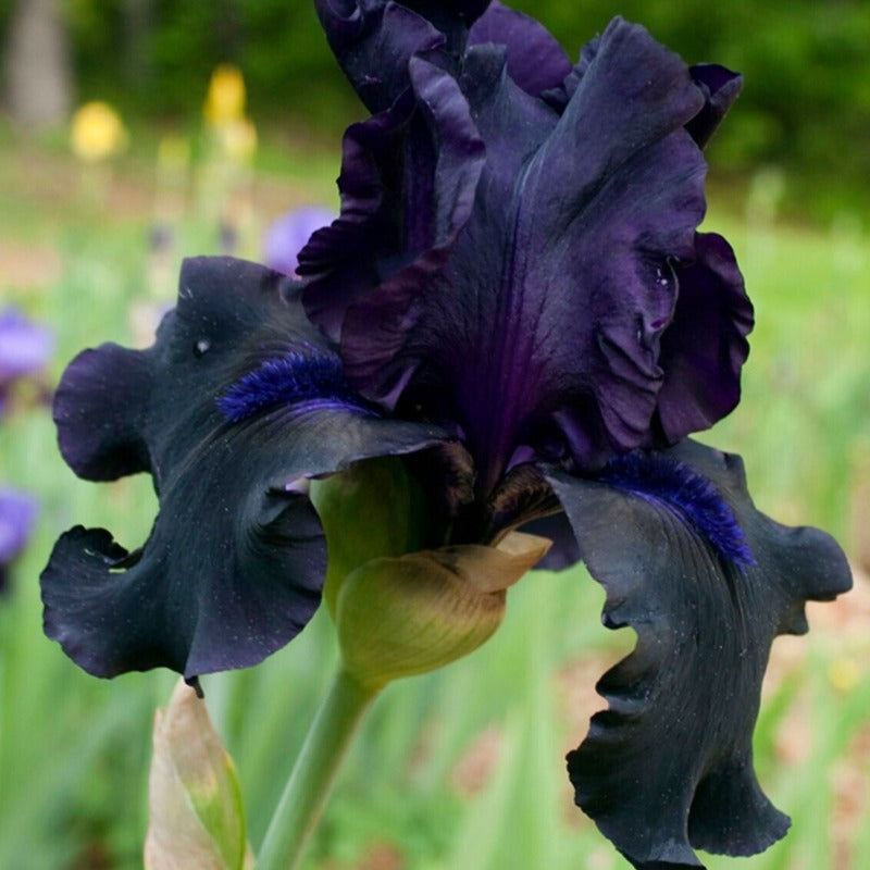 Bilde av Iris germanica 'Black Dragon'-Spanne Plantesalg