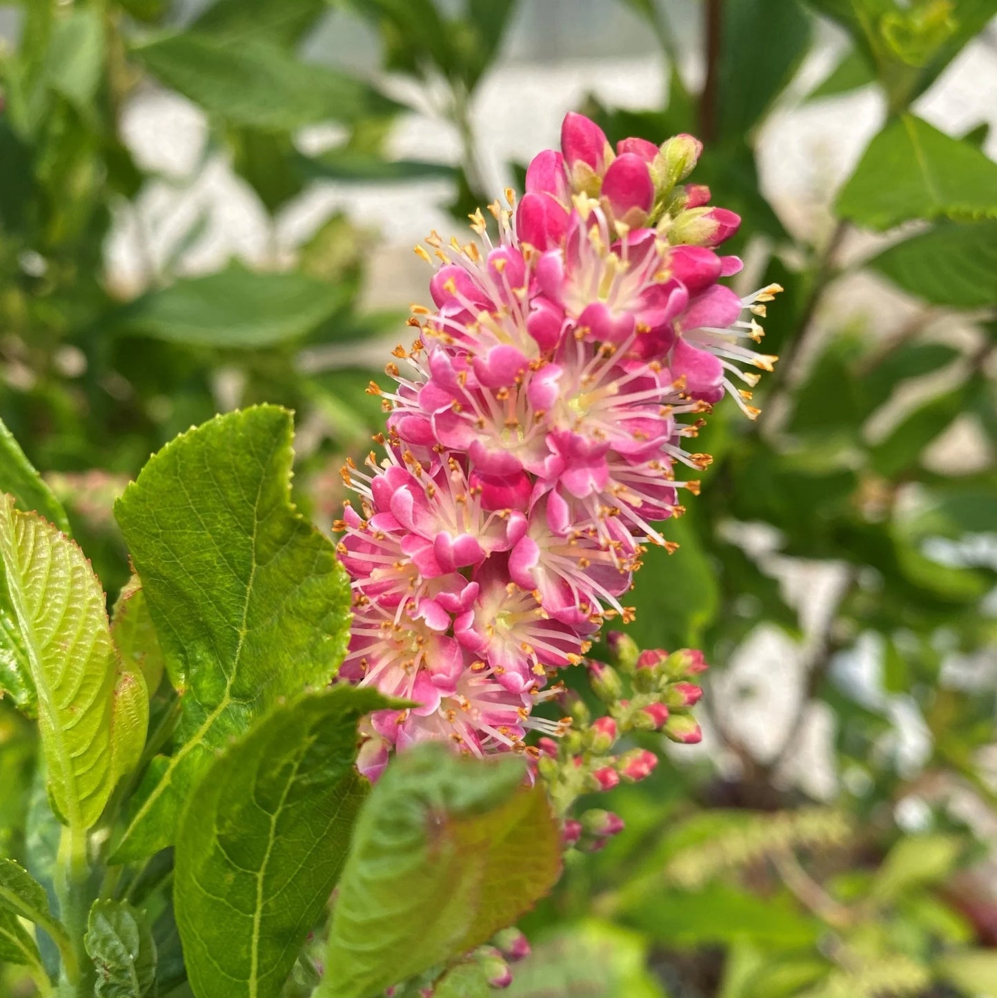 Bilde av Clethra alnifolia 'Ruby Spice'-Spanne Plantesalg