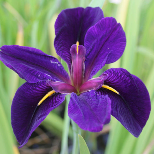 Bilde av Iris lou. Black Gamecock-Spanne Plantesalg