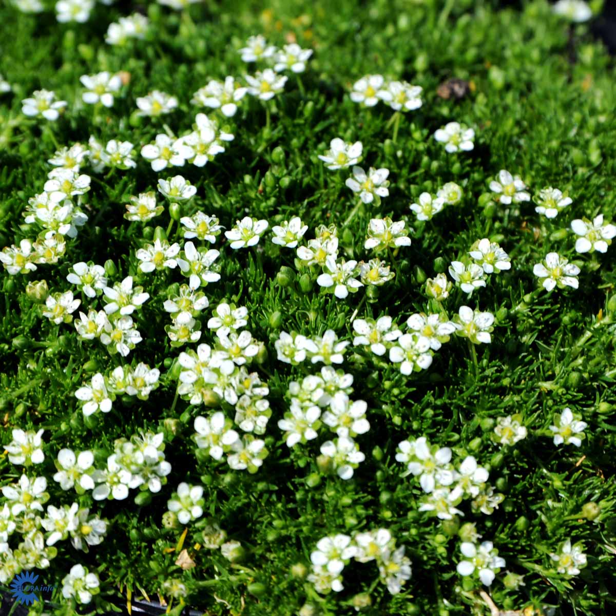 Bilde av Sagina subulata-Spanne Plantesalg