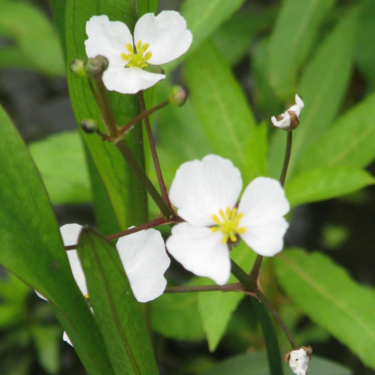 Bilde av Sagittaria graminea-Spanne Plantesalg