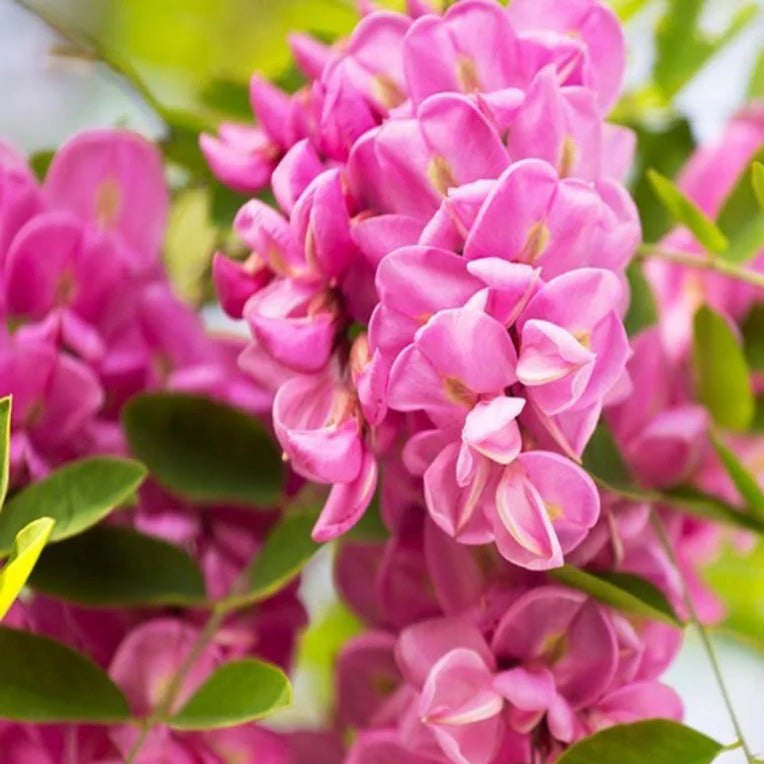 Bilde av Robinia marg. Casque Rouge ('Pink Cascade')-Spanne Plantesalg