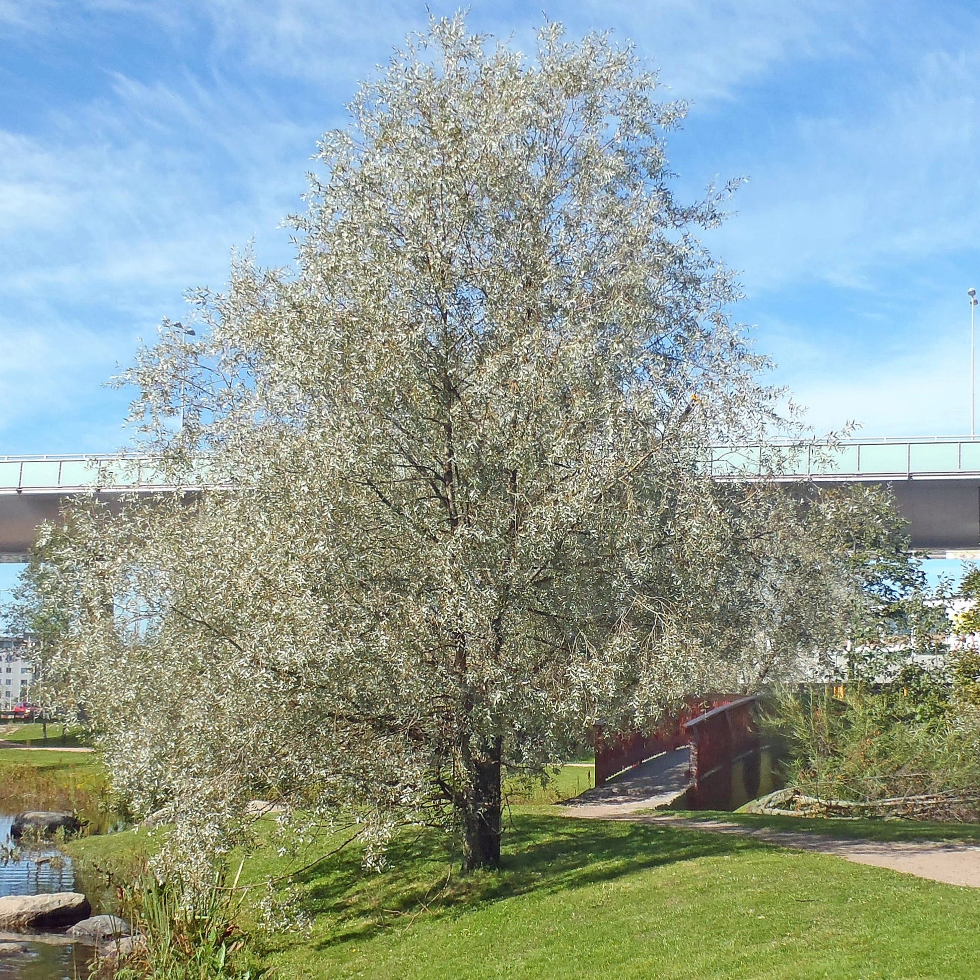 Bilde av Salix alba var. sericea SØLVE®-Spanne Plantesalg