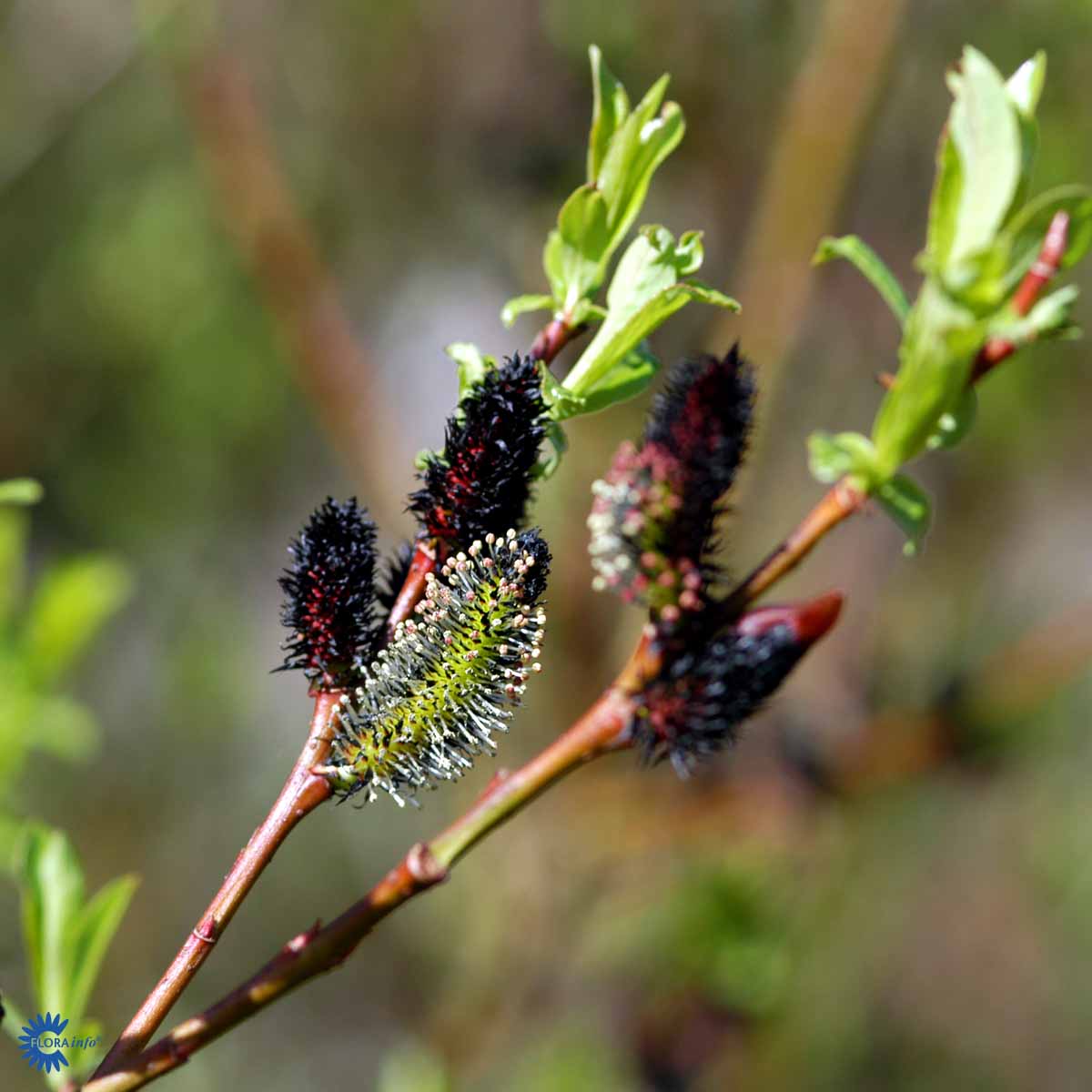 Bilde av Salix gracilistyla 'Melanostachys'-Spanne Plantesalg