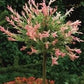 Bilde av Salix integra 'Hakuro-nishiki' 120cm st.-Spanne Plantesalg