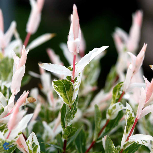 Bilde av Salix integra 'Hakuro-nishiki'-Spanne Plantesalg