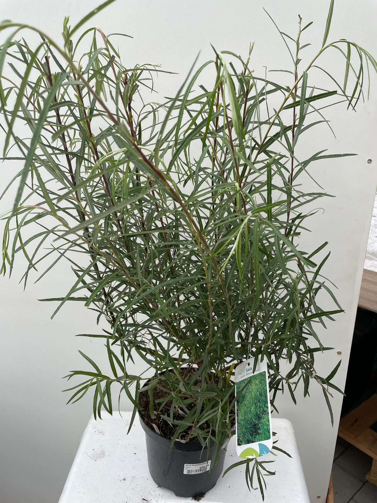Bilde av SALIX ROSMARINIFOLIA-Spanne Plantesalg