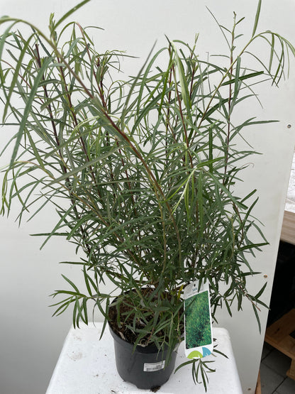 Bilde av SALIX ROSMARINIFOLIA-Spanne Plantesalg