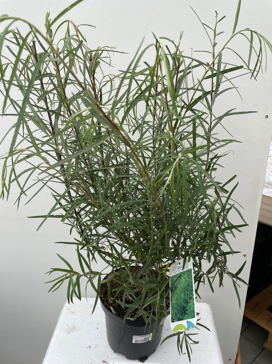 Bilde av SALIX ROSMARINIFOLIA-Spanne Plantesalg