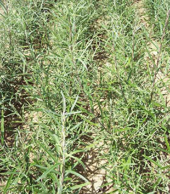 Bilde av SALIX ROSMARINIFOLIA-Spanne Plantesalg