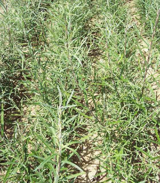 Bilde av SALIX ROSMARINIFOLIA-Spanne Plantesalg