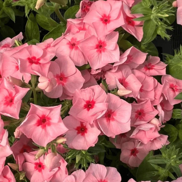 Bilde av Phlox x hybrida Caroline Salmon Eye, 2 For 99,90-Spanne Plantesalg