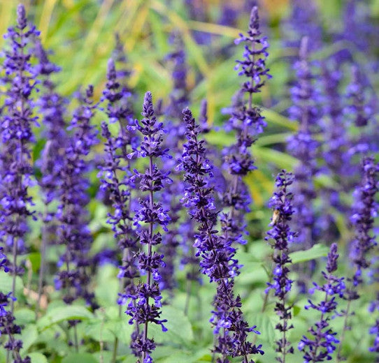 Bilde av Salvia far. Mystic Spires Blue-Spanne Plantesalg