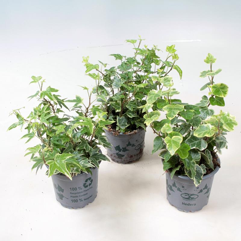 Bilde av Salvia Marvel-Spanne Plantesalg