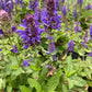 Bilde av Salvia Marvel-Spanne Plantesalg