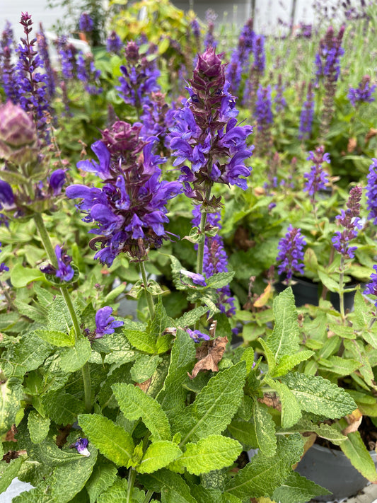 Bilde av Salvia Marvel-Spanne Plantesalg