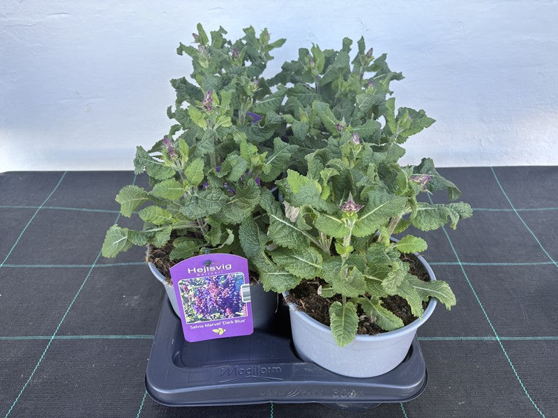 Bilde av SALVIA N. 'MARVEL DARK BLUE'-Spanne Plantesalg