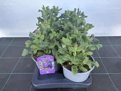 Bilde av SALVIA N. 'MARVEL DARK BLUE'-Spanne Plantesalg