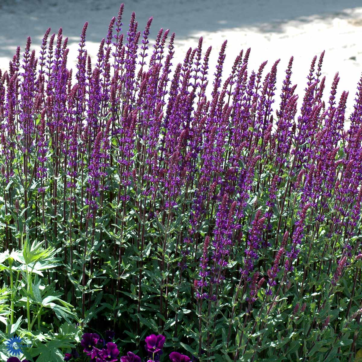 Bilde av Salvia nem. 'Caradonna'-Spanne Plantesalg