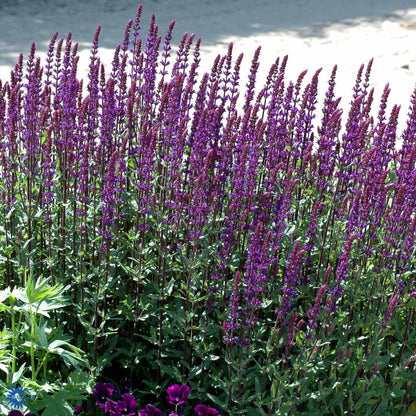 Bilde av Salvia nem. 'Caradonna'-Spanne Plantesalg