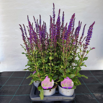 Bilde av SALVIA NEM. 'CARADONNA'-Spanne Plantesalg